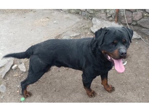 A kalite rottweiler yavrular