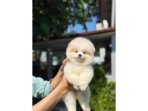 Yavru pomeranian boo yavrularımız