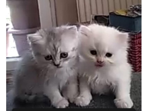 Yavru british longhair