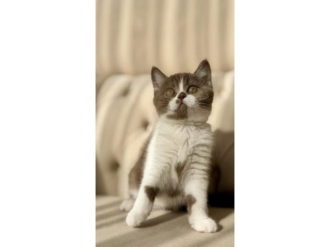 Cinnamon bicolor dişi british shorthair