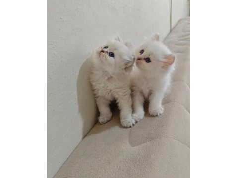 British longhair silver pointler