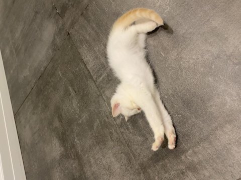 2 aylık yavru british shorthair