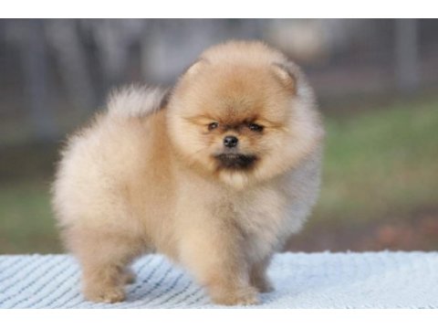 Secereli ırk garantili pomeranian boo teddy bear