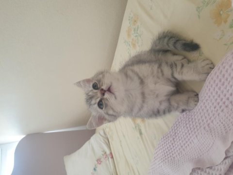 British shorthair