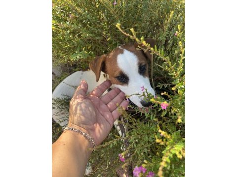 Safkan tr de nadir jack russell 120 günlük erkek