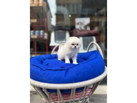 Scottish fold bebeğimiz