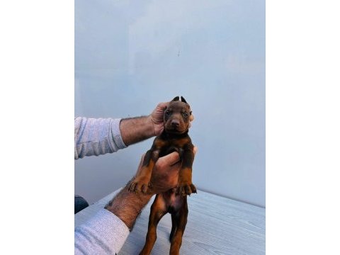 Orjinal doberman yavrular