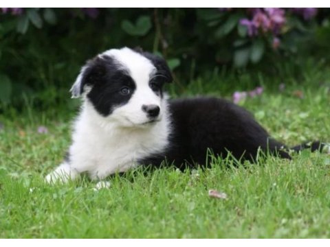 Border collie ırkının en güzelleri