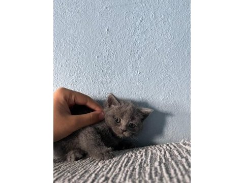 British shorthair yavru