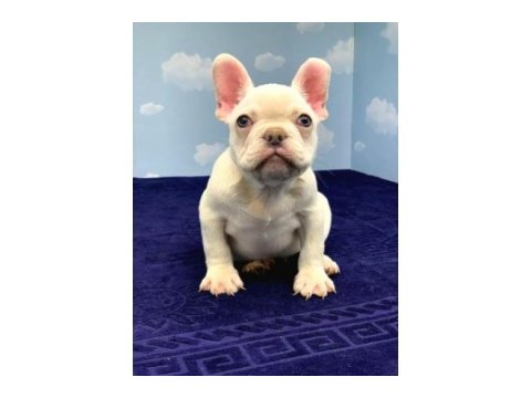French bulldog platinyum yeşil gözlü karma ve ic diş parazit