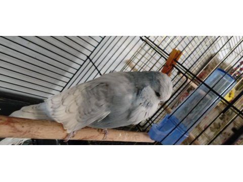Show jumbo muhabbet kuşu takım