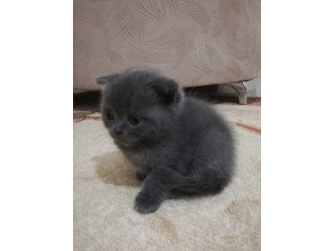 2.5 dişi scottish fold