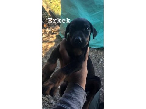 Erkek ve dişi doberman yavruları