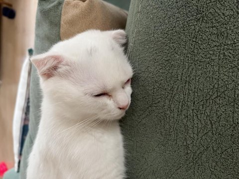 Scottish fold yavru kedimi sahiplendiriyorum