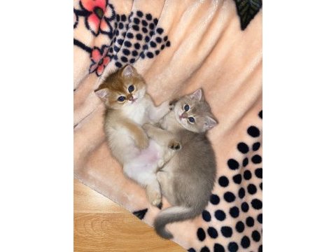 British shorthair golden yavrular