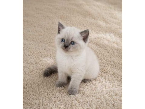 Show kalite british shorthair longhair yavrular