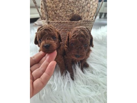 Poodle bebekler