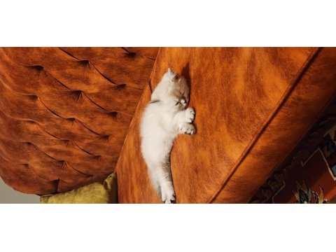 Safkan british shorthair blue point