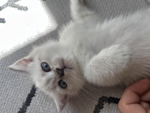 Sakarya british shorthair yavrular