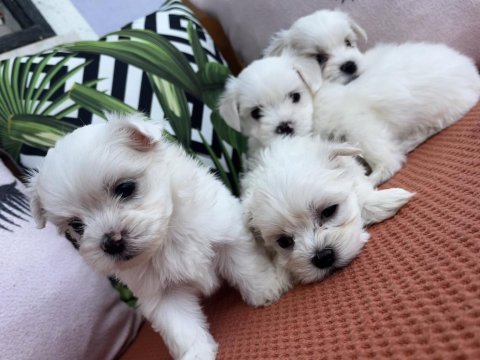 Kar beyaz mini boy orjinal maltese yavrularımız