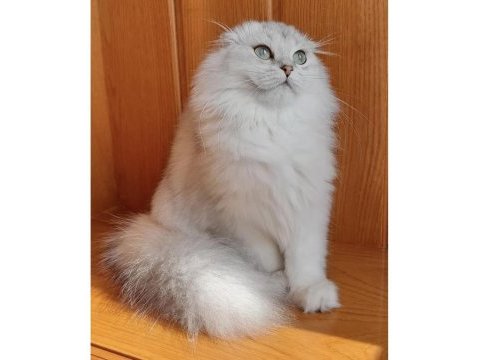 Scottish fold ve straight bebeklerim 65 günlük oldular