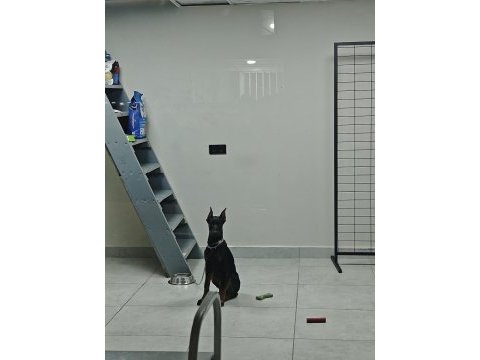 120 günlük safkan dişi doberman