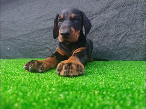 Anneden babadan üst düzey doberman