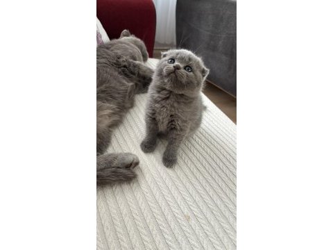 Dişi scottish fold kedisi