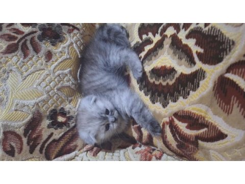 Sevimli scottish fold yavrumuz yuva arıyor!