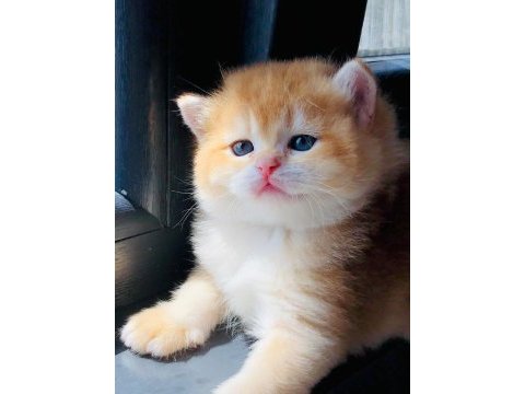 A kalite british shorthair gold yavrular