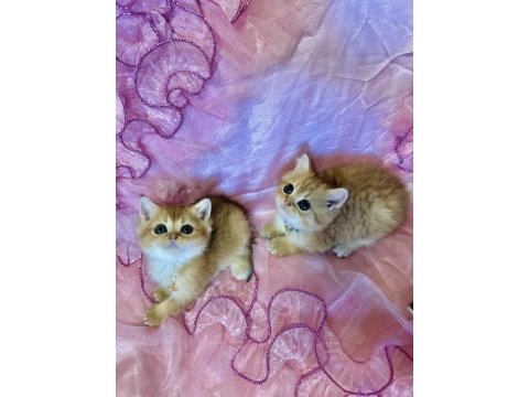 Safkan british shorthair yavrular