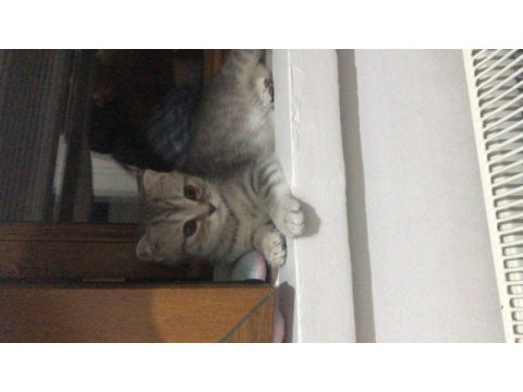 Yavru kedimize yuva arıyoruz scottish fold