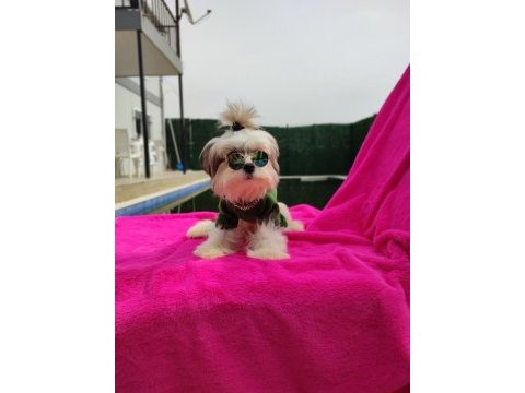 Yavru morkie