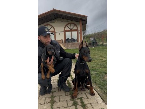 Şampiyon üreticiden geleceğin yıldızları dobermanlar
