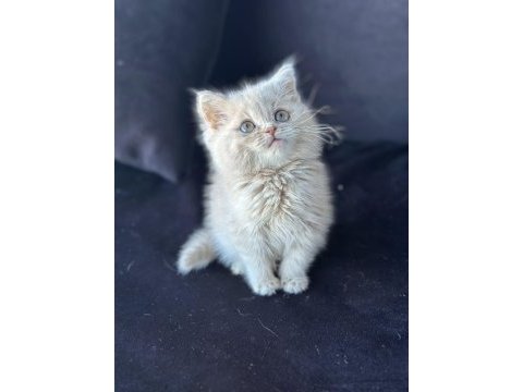 Ankaranın en özel bebekleri british shorthair