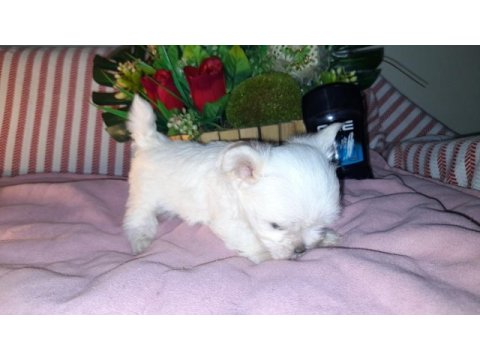Çay fincanı white terrier bebek