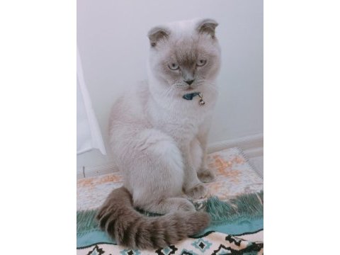 Scottish fold erkek