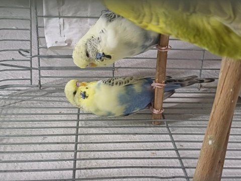 Damızlık jumbo erkek ve dişiler show jumbo erkek muhabbet