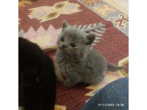 British shorthair pembe patiler