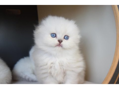 Yeşil ve mavi gözlü scottish fold ve straight yavrular