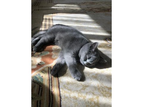 British shorthair evcil ev kedisi