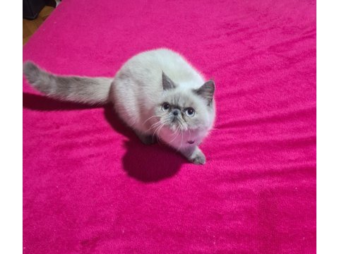 Exotic blue point dişi british shorthair