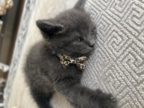 2 aylık erkek british shorthair