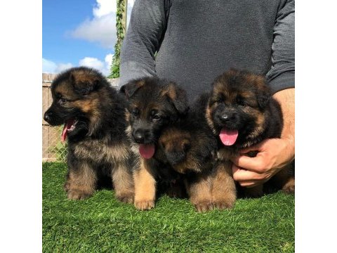 Alman çoban köpeği yavruları