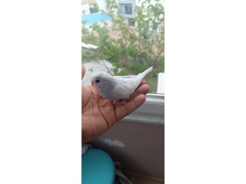 Yeni yeme düşmüş muhabbet kuşu yavrular