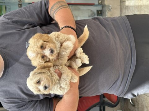 Sağlıklı orijinal maltipoo