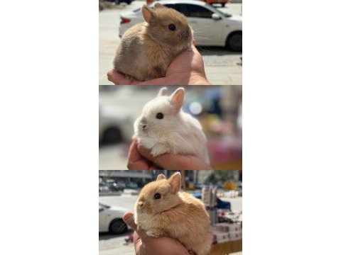 Özel renk cüce tavşan yavrularımız