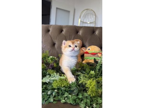 Yüksek kalite golden british shorthair bebeğim
