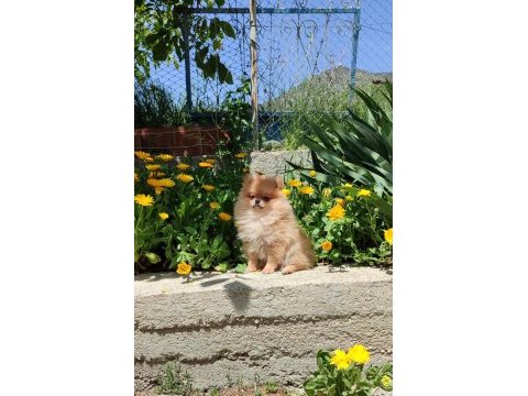 Pomeranian boo oranga dişi bebek