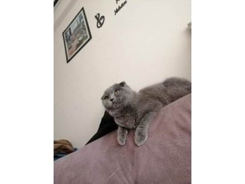 1 yaşında dişi scottish fold kedimiz